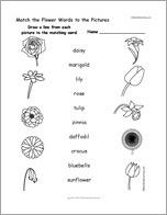 Match the Flower Words to the Pictures