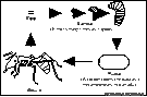 Animal Life Cycle Printouts