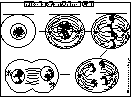 Mitosis, Animal Cell