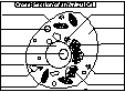 A diagramx of an animal cell.