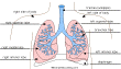 Lung Anatomy