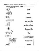 Match the Insect Words to the Pictures