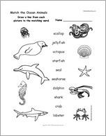 Match the Ocean Animals