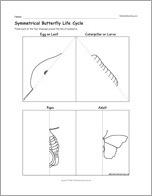 Symmetrical Butterfly Life Cycle