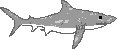 Great White Shark