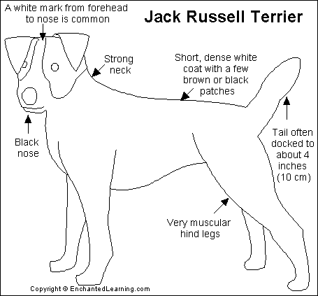 Search result: 'Jack Russell Terrier Printout'