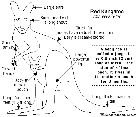 major kangaroo species chart