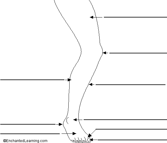 label-the-leg-in-english-printout-enchantedlearning