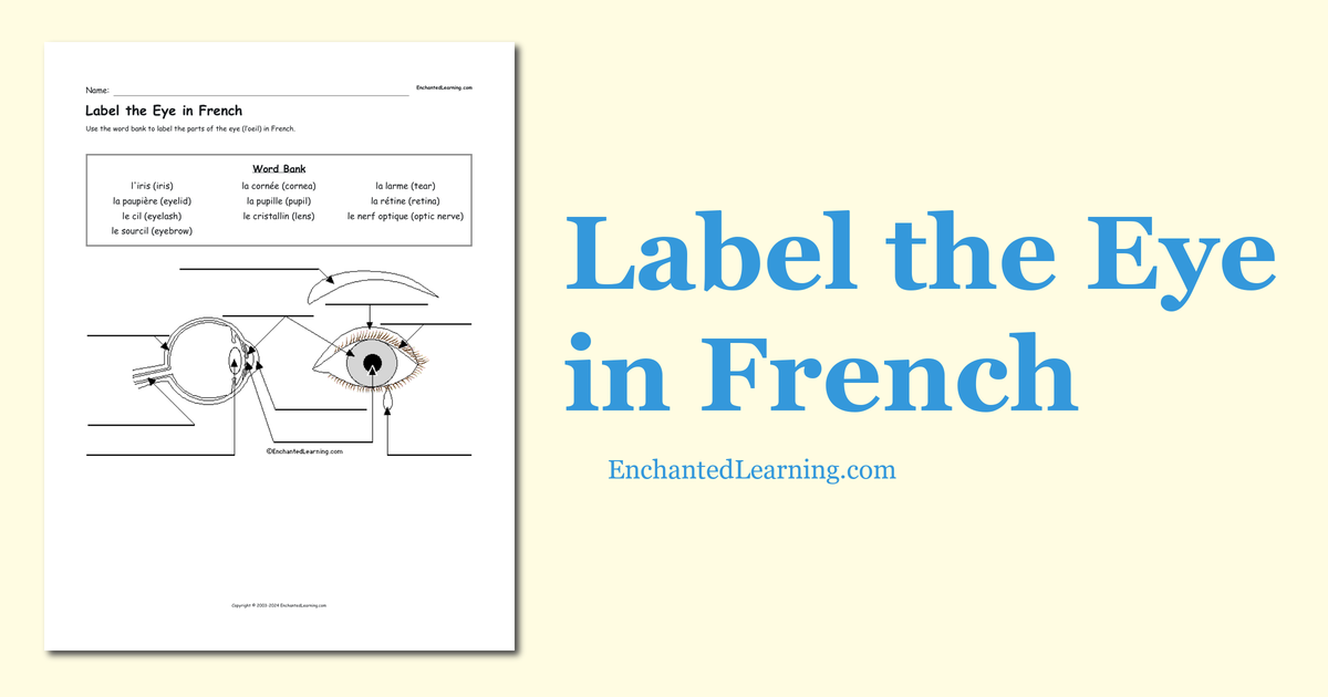 Label The Eye In French Enchanted Learning