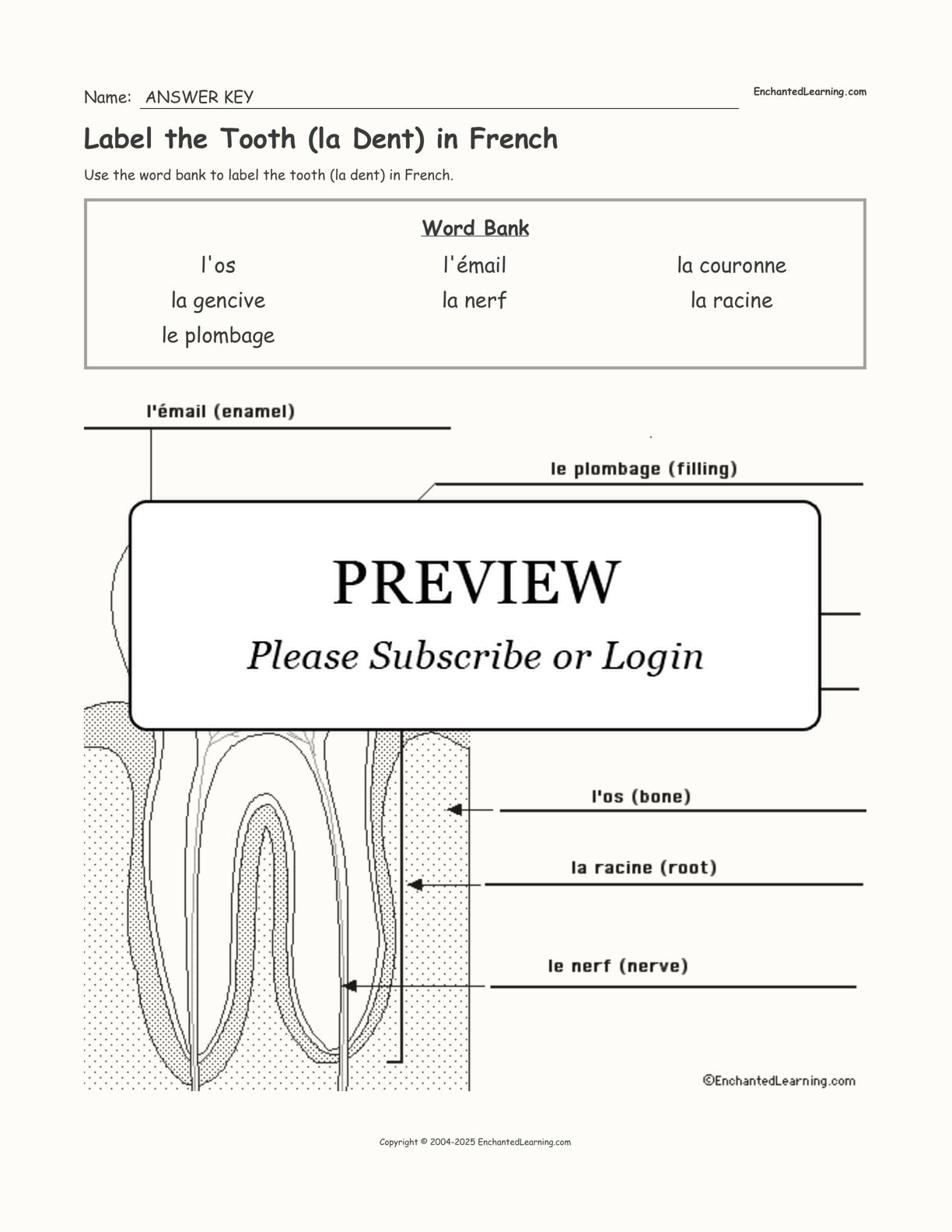 Label the Tooth (la Dent) in French - Enchanted Learning