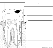 Label the Tooth in French Printout - EnchantedLearning.com