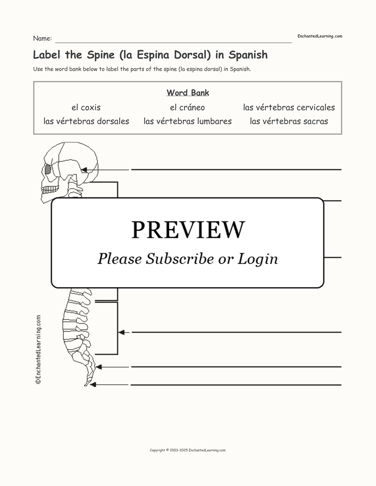 Label the Spine (la Espina Dorsal) in Spanish - Enchanted Learning