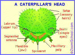 caterpillar head