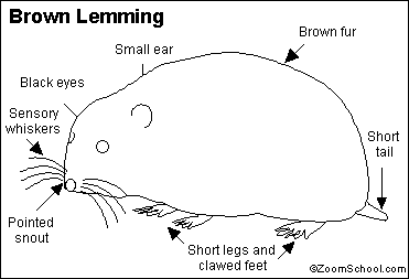 tundra lemmings