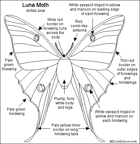 luna moth life cycle