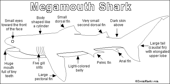 Megamouth Shark Printout - ZoomSharks.com