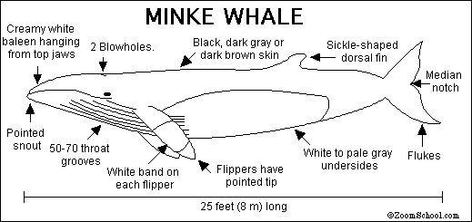 Whale Classification Chart