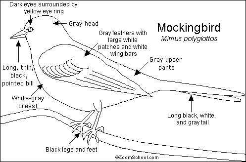 Search result: 'Mockingbird Printout'