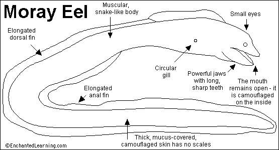 Moray Eel Printout Enchanted Learning Software