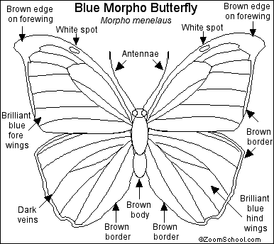 Blue Morpho Butterfly Printout - EnchantedLearning.com