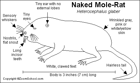 Rat Anatomy Diagram - Anatomy Reading Source