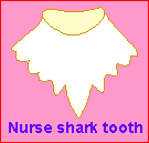 Nurse shark tooth