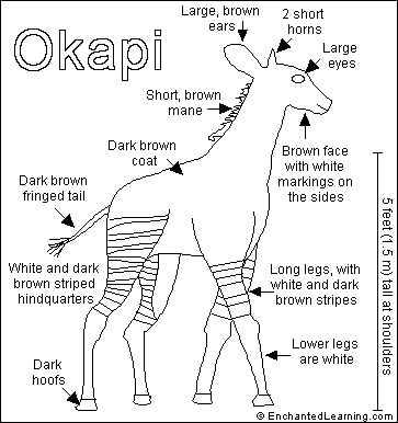 okapi coloring pages