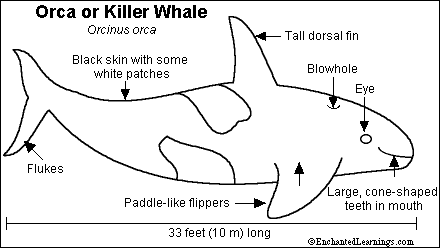 killer whale eyes diagram