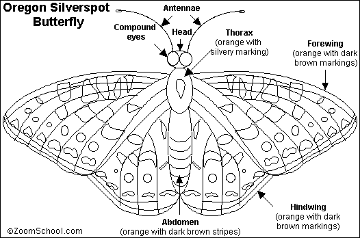 Search result: 'Oregon Silverspot Butterfly Printout'