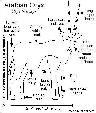 Oryx Printout- EnchantedLearning.com