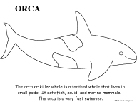 Orca