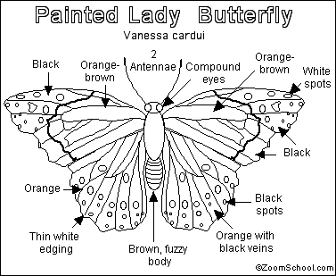 painted lady caterpillar diagram