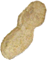 Image of a peanut.