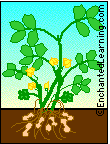 Image of a peanut plant.