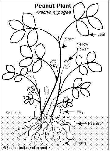 https://www.enchantedlearning.com/pgifs/Peanutplant_bw.GIF