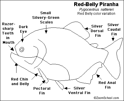 Пиранья читать по порядку. Схемы аиртача Пиранья. Belly Color Fish описание. Схема слова Пиранья. Где находится Пиранья рыба карта.