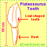 Search result: 'Plateosaurus'