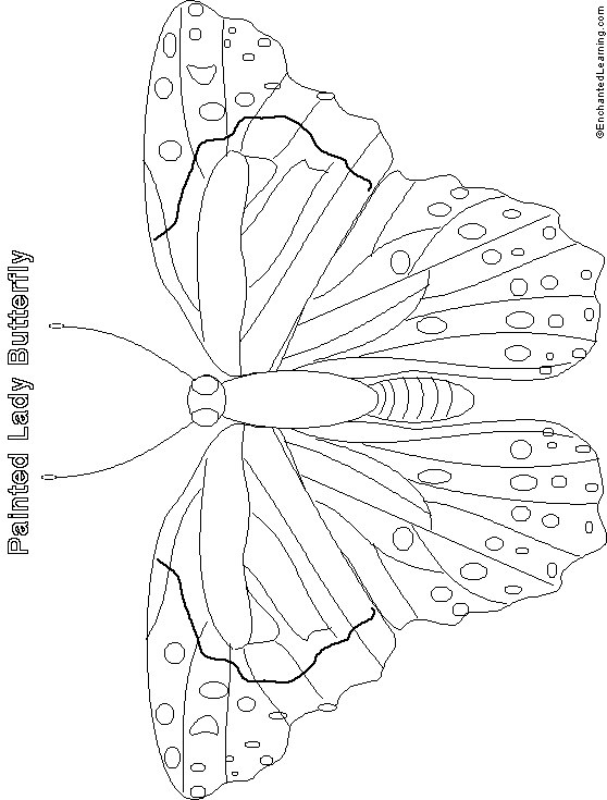 Search result: 'Painted Lady Butterfly Printout (simple)'