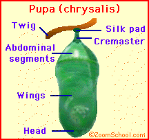 pupa