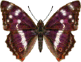 purplr emperor