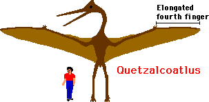 Flying Dinosaurs Names  Pterodactyl, Quetzalcoatlus, & Dimorphodon