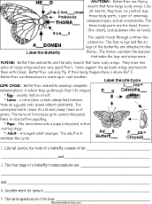 life cycle of a butterfly worksheet 2nd grade