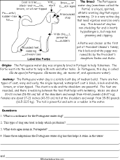 Dog Activity Sheet - AMRRIC