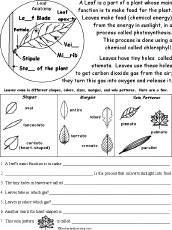 Leaves and Leaf Anatomy - EnchantedLearning.com