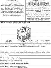 plant structure and function worksheet