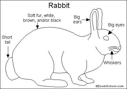 Rabbit Quiz Printout- EnchantedLearning.com