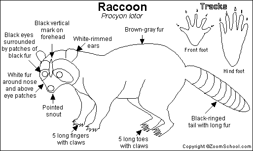 Raccoon Printout- EnchantedLearning.com eye diagram to label enchanted learning 