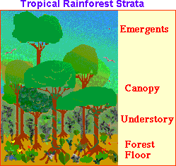 Search result: 'Tropical Rainforest Strata: Label Me!'