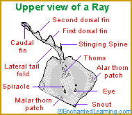 Ray Fish Diagram Label Premium Wiring Diagram Design