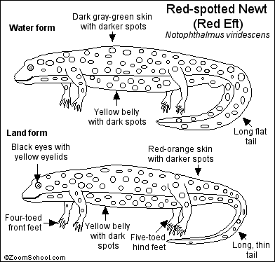 Schematic illustrating how eastern newts were tethered for the field